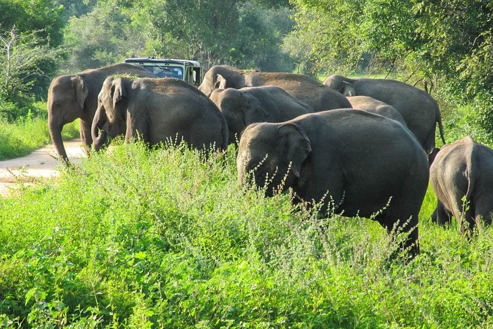 Safari